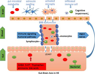 The Role of Intestinal Bacteria and Gut–Brain Axis in Hepatic Encephalopathy